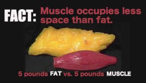 fat-VS-muscle
